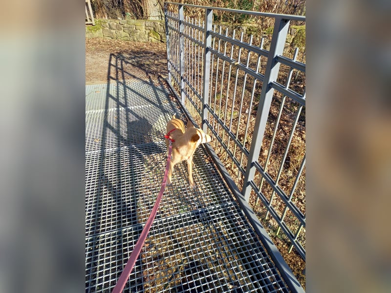 Fibi, junge Mischlingshündin