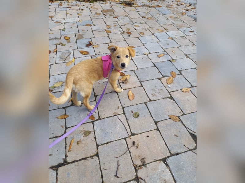 Fibi, junge Mischlingshündin