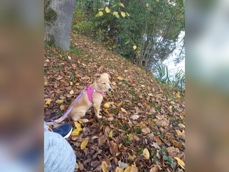 Fibi, junge Mischlingshündin