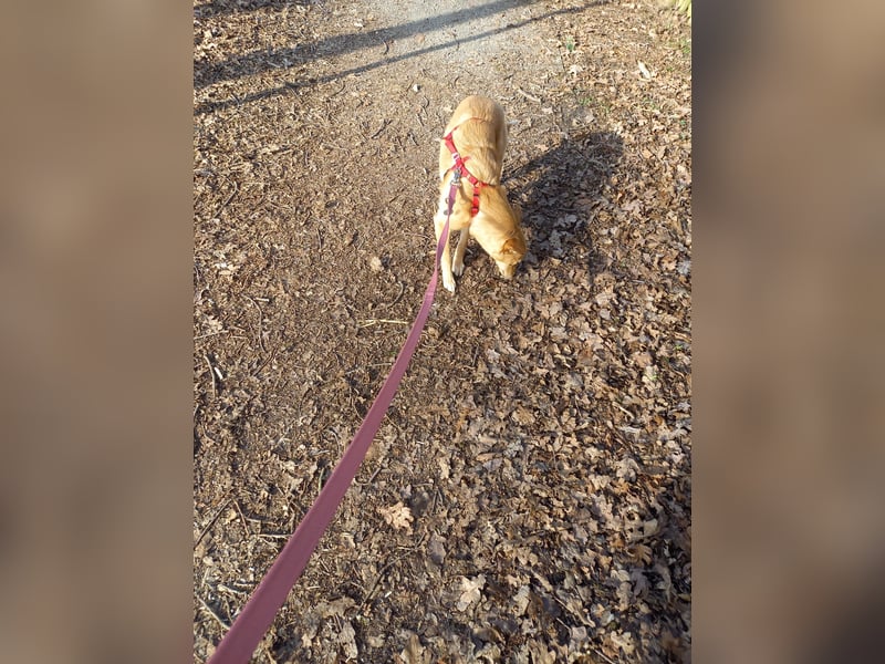 Fibi, junge Mischlingshündin