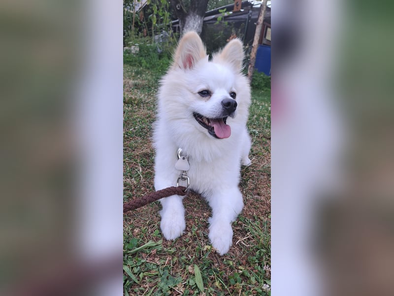 Deckrüde mittelspitz weiß. Kein Verkauf!