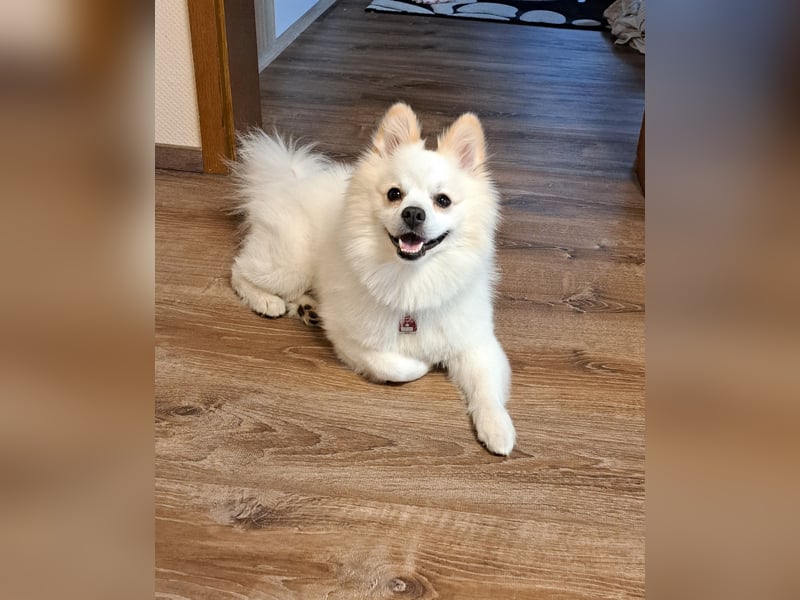 Deckrüde mittelspitz weiß. Kein Verkauf!