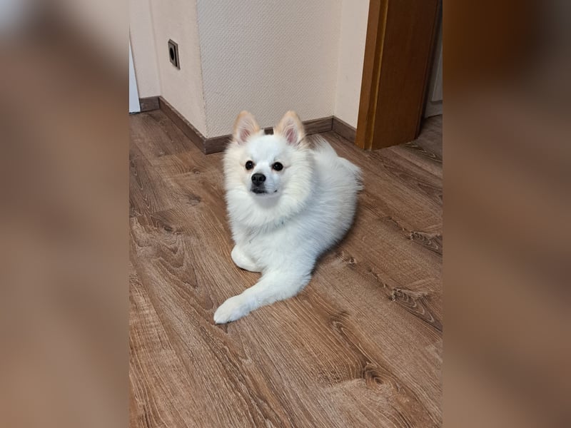 Deckrüde mittelspitz weiß. Kein Verkauf!