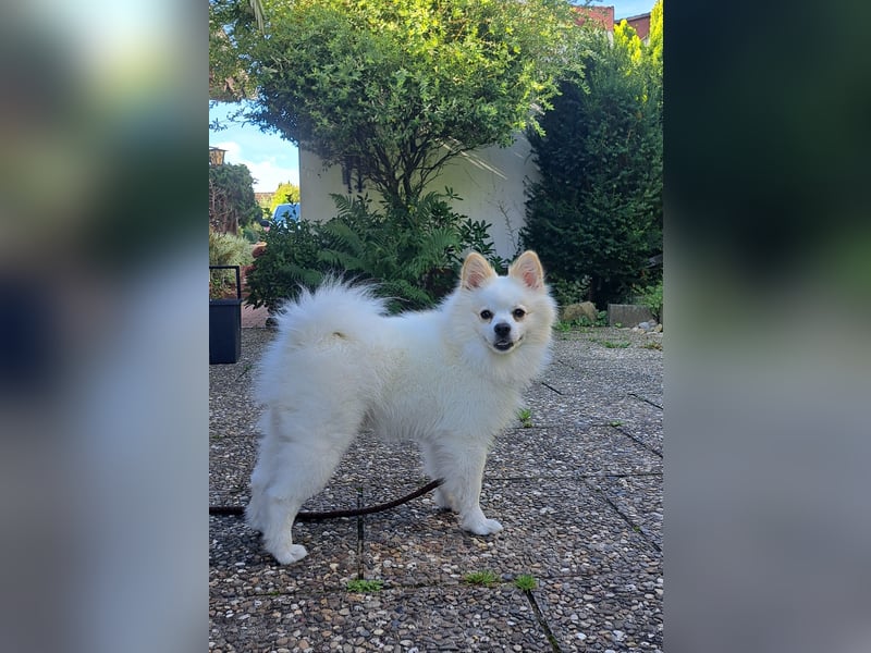 Deckrüde mittelspitz weiß. Kein Verkauf!