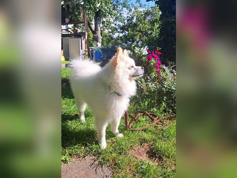 Deckrüde mittelspitz weiß. Kein Verkauf!