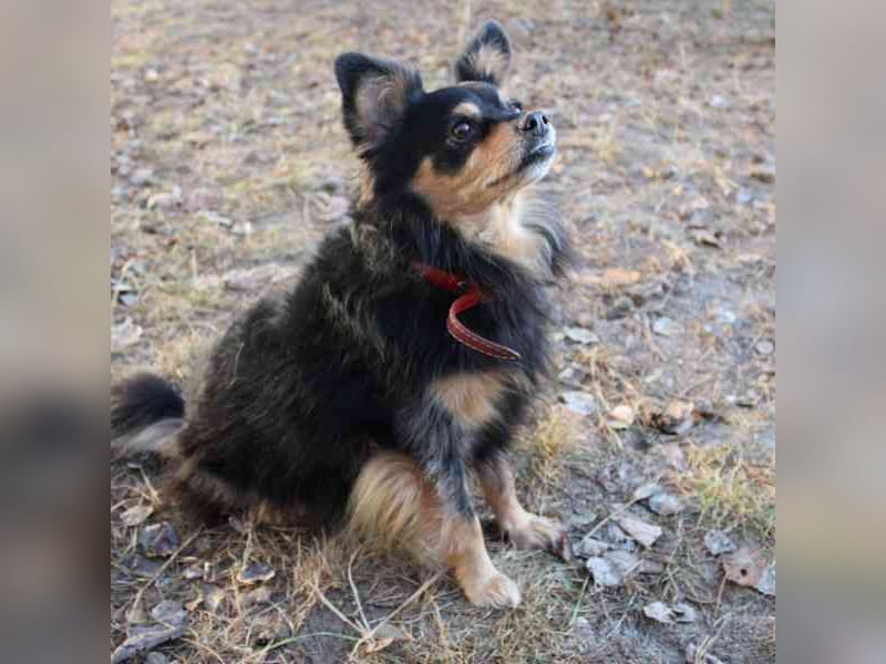 Tammy, Spitzmix- Hündin, geb. 2017, süß, liebevoll und bereit, wieder Vertrauen zu fassen