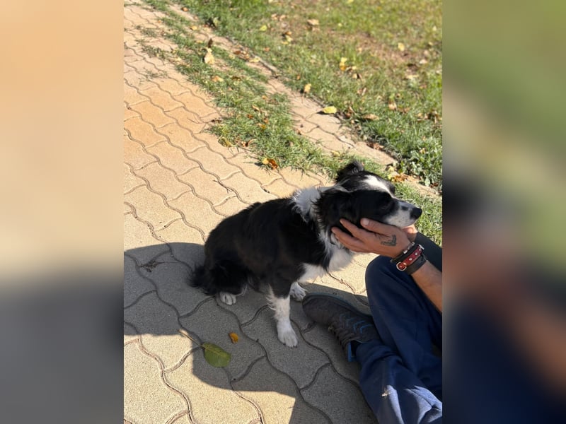 Volli-Pötyi – Sanfter Border-Mix sucht ein Herz auf vier Pfoten