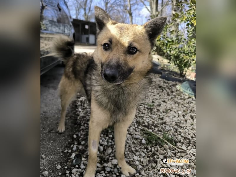 BENJI (VA) – kleiner Entdecker sucht Menschen zum Anlehnen