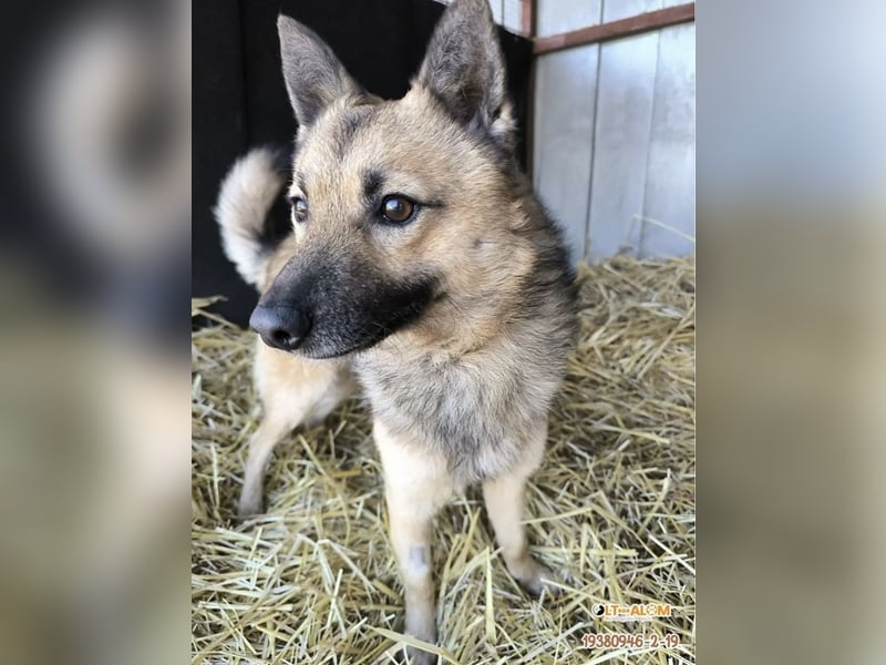 BENJI (VA) – kleiner Entdecker sucht Menschen zum Anlehnen