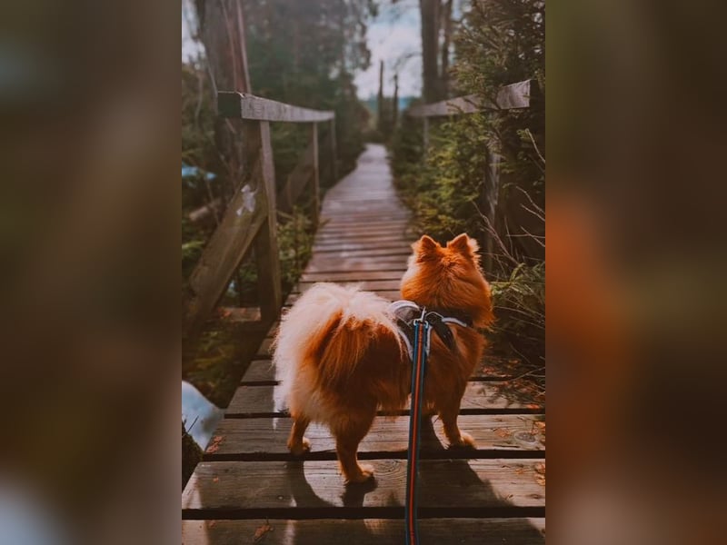 SIMBO - ruhiges Zuhause ohne Kinder und Artgenossen gesucht!