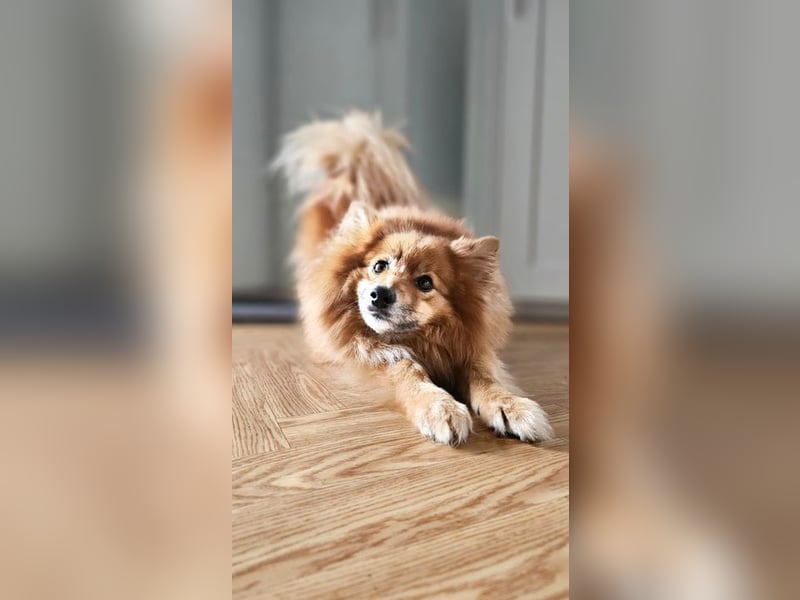 SIMBO - ruhiges Zuhause ohne Kinder und Artgenossen gesucht!