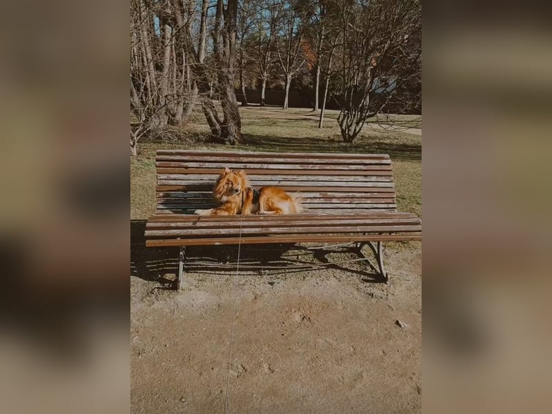 SIMBO - ruhiges Zuhause ohne Kinder und Artgenossen gesucht!