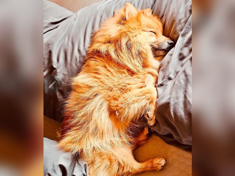 SIMBO - ruhiges Zuhause ohne Kinder und Artgenossen gesucht!