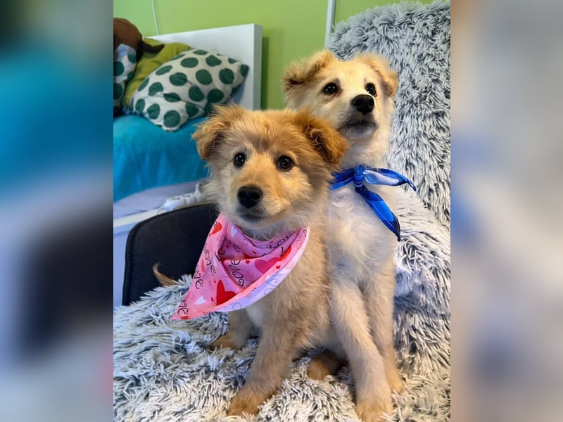 Samuel SR - aufgeschlossen, verspielt