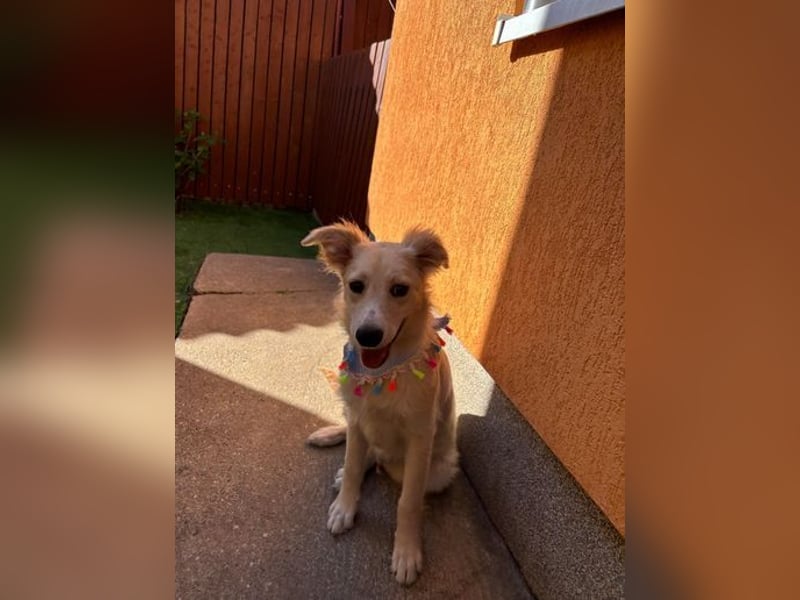 Samuel SR - aufgeschlossen, verspielt