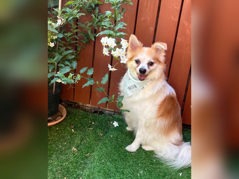 Cosmo SR sucht ein Zuhause