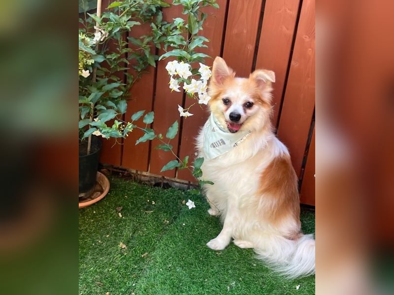 Cosmo SR - sucht ein Zuhause