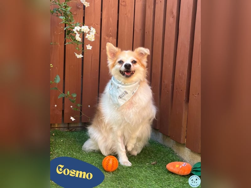 Cosmo SR sucht ein Zuhause