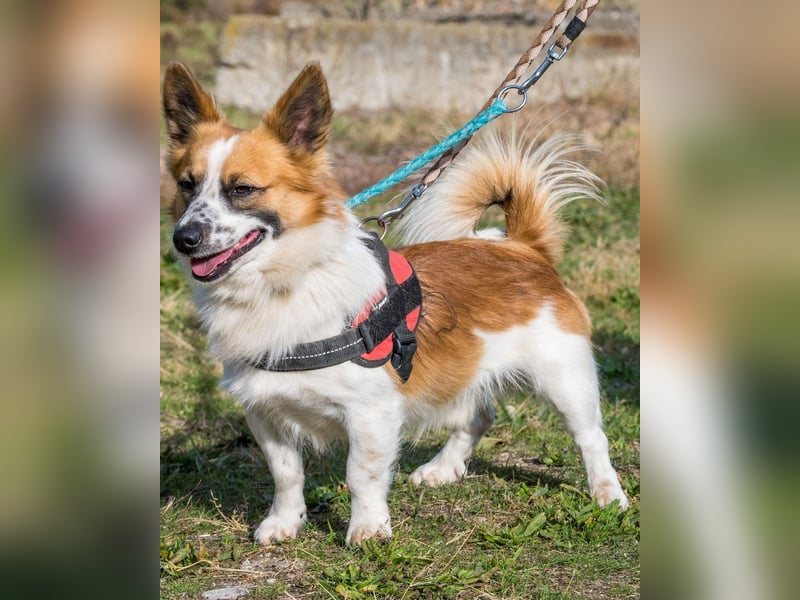 Rusty SI - selbstbewusst, klug