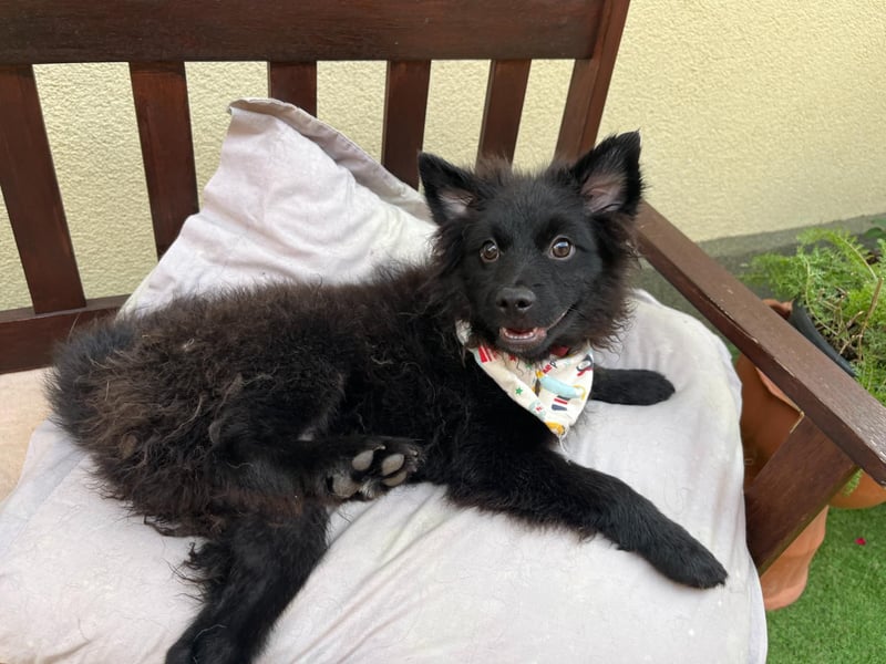 Lio - kleiner Hundejunge