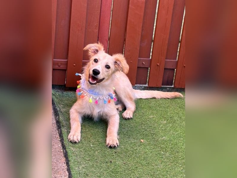 Samuel SR - aufgeschlossen, verspielt