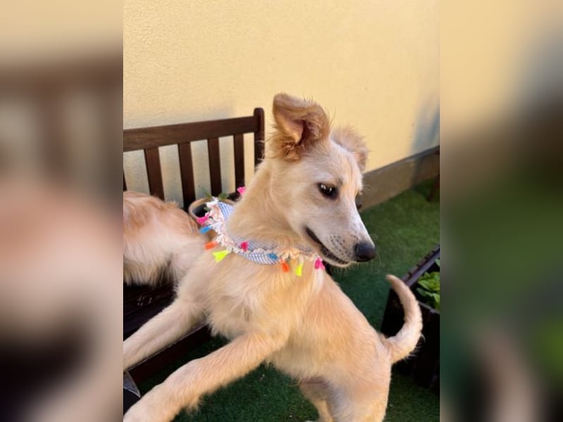 Samuel SR - aufgeschlossen, verspielt