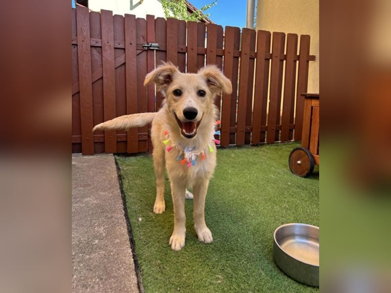 Samuel SR - aufgeschlossen, verspielt