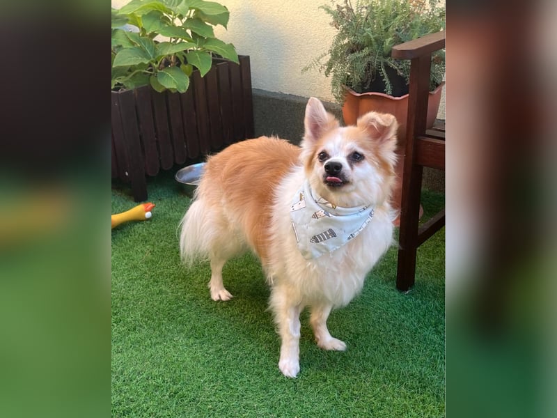 Cosmo SR sucht ein Zuhause