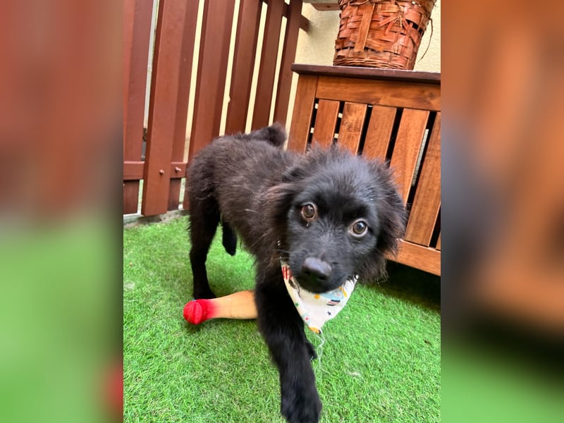 Lio - kleiner Hundejunge