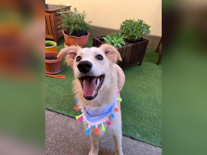 Samuel SR - aufgeschlossen, verspielt