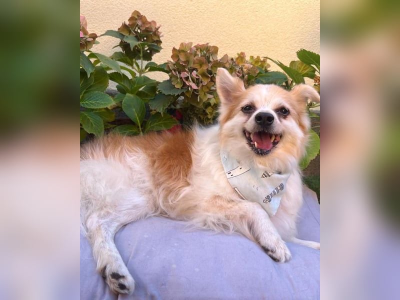 Cosmo SR - sucht ein Zuhause