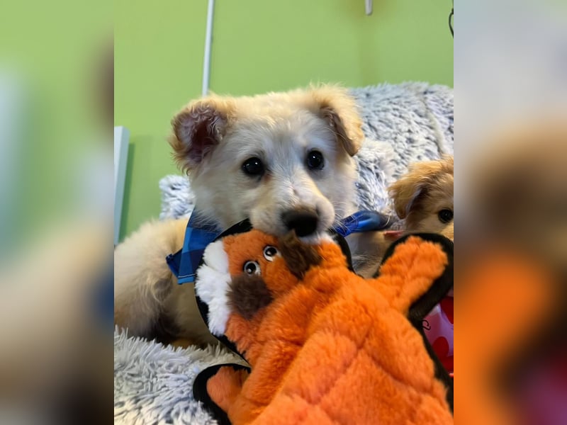 Samuel SR - aufgeschlossen, verspielt