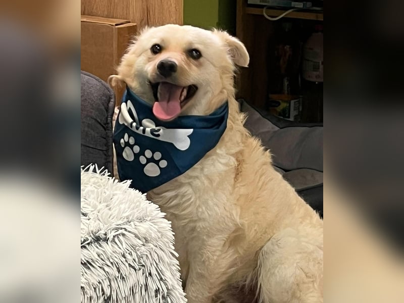 Lukas SR - verträglich, sanft