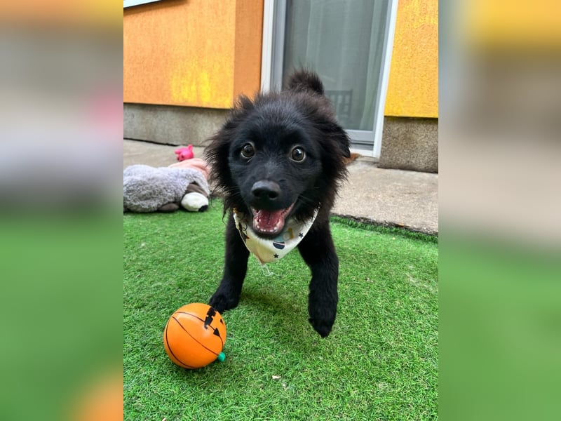 Lio - kleiner Hundejunge