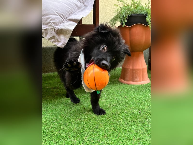 Lio - kleiner Hundejunge