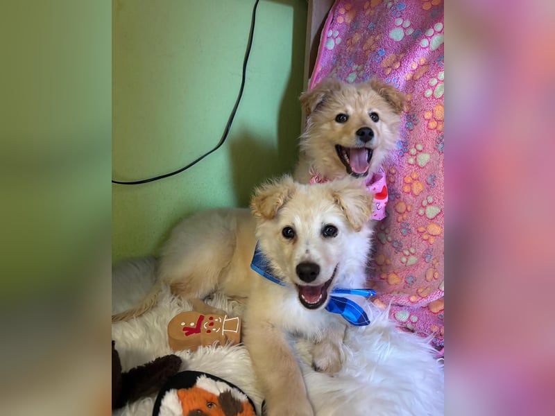 Samuel SR - aufgeschlossen, verspielt