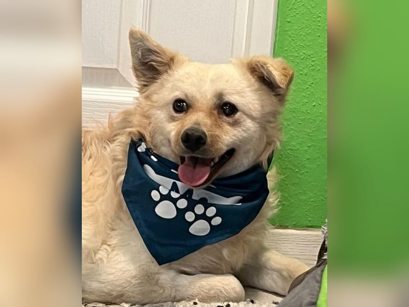 Lukas SR - verträglich, sanft