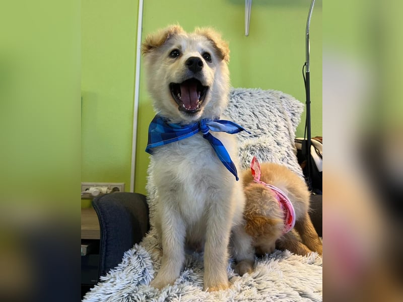 Samuel SR - aufgeschlossen, verspielt