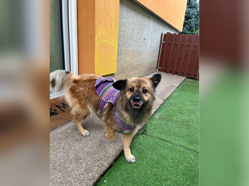 Fiona SR, voller Neugier und Sanftmut Fiona SR, voller Neugier und Sanftmut