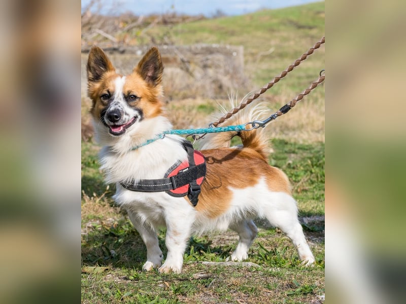 Rusty SI - selbstbewusst, klug