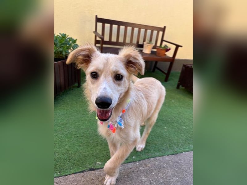 Samuel SR - aufgeschlossen, verspielt