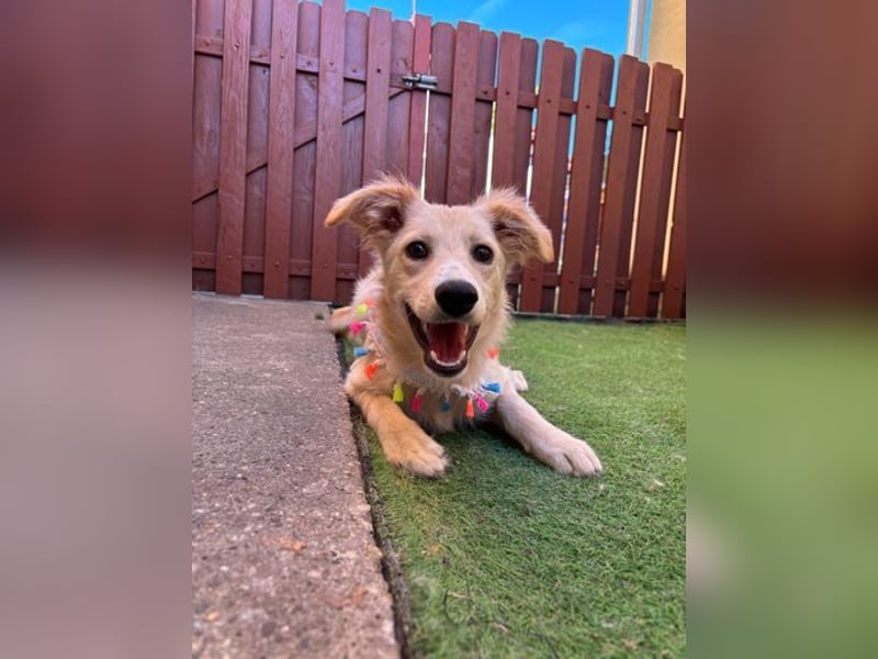 Samuel SR - aufgeschlossen, verspielt