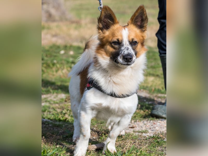 Rusty SI - selbstbewusst, klug