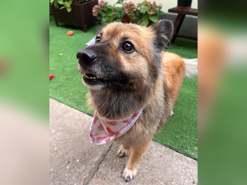 Fiona SR, voller Neugier und Sanftmut Fiona SR, voller Neugier und Sanftmut