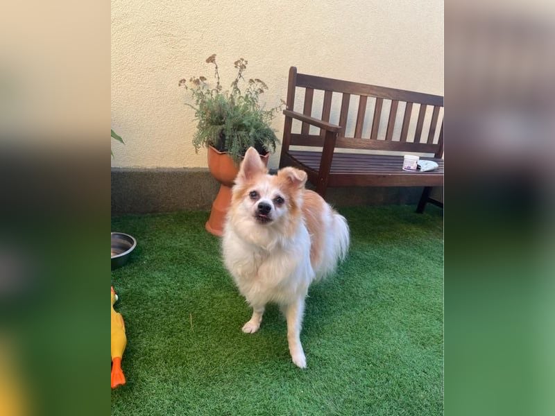 Cosmo SR - sucht ein Zuhause