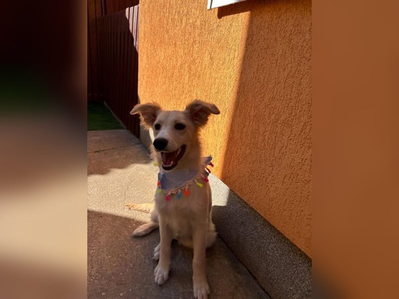 Samuel SR - aufgeschlossen, verspielt