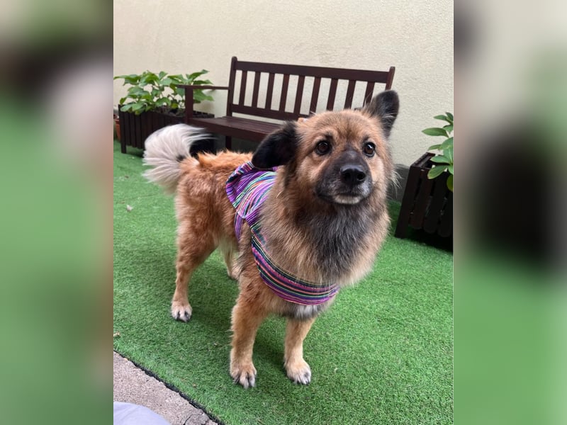 Fiona SR, voller Neugier und Sanftmut Fiona SR, voller Neugier und Sanftmut