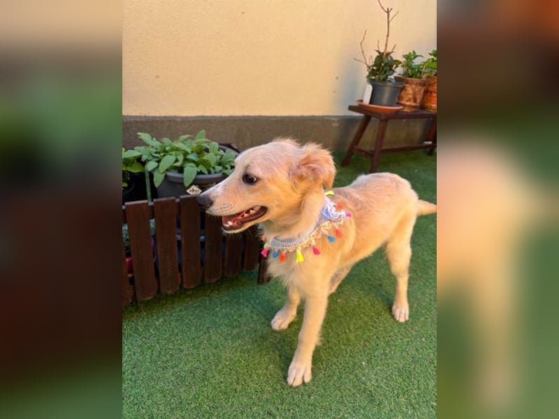 Samuel SR - aufgeschlossen, verspielt