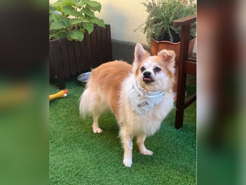 Cosmo SR - sucht ein Zuhause