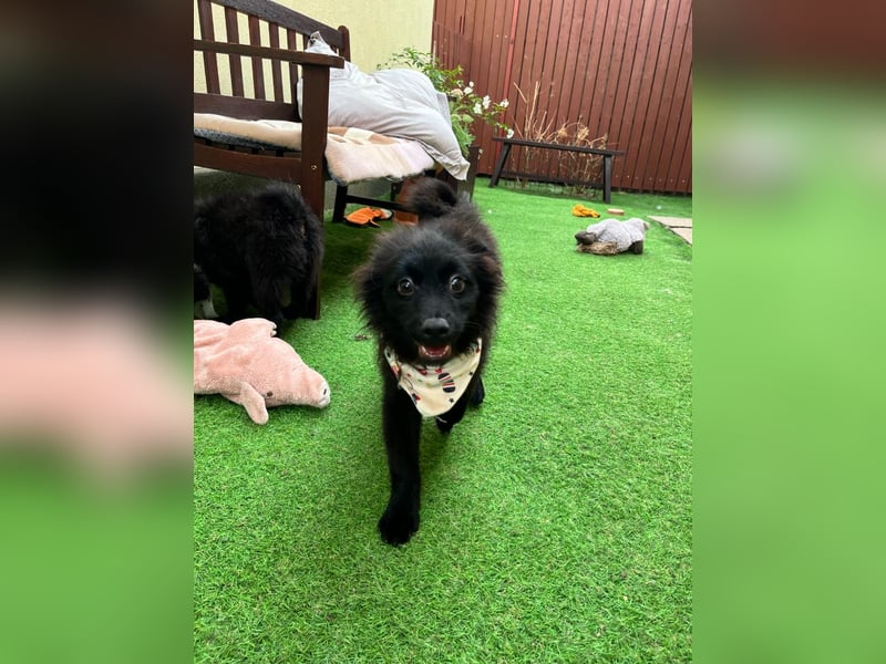 Lio - kleiner Hundejunge